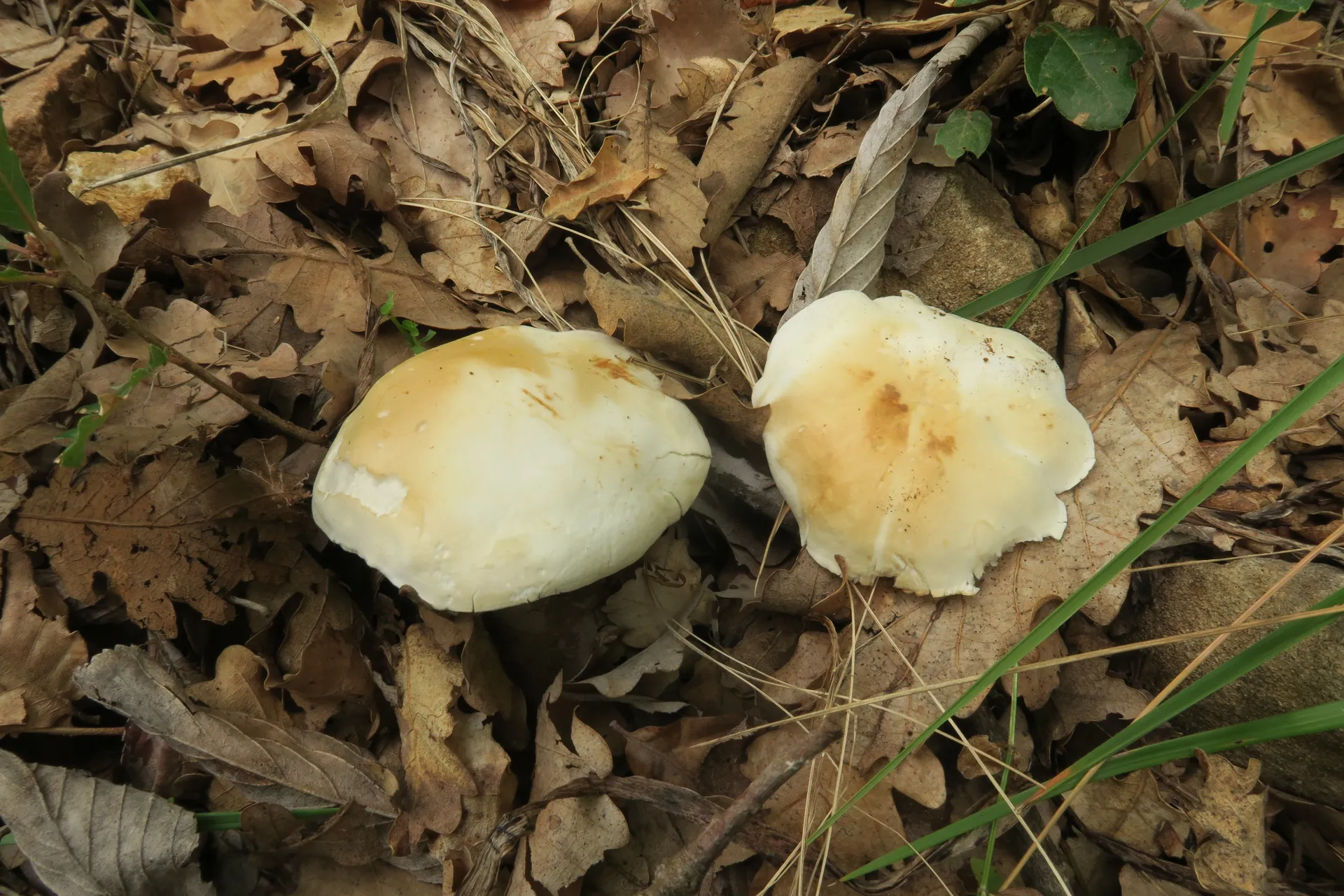 Tricholoma lascivum - 1 - IMG_4473